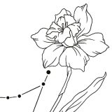 Small Capricorn Narcissus Constellation Tattoo Design detail